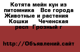 Котята мейн-кун из питомника - Все города Животные и растения » Кошки   . Чеченская респ.,Грозный г.